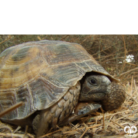 گونه لاکپشت مهمیزدار Mediterranean Spur-thighed Tortoise